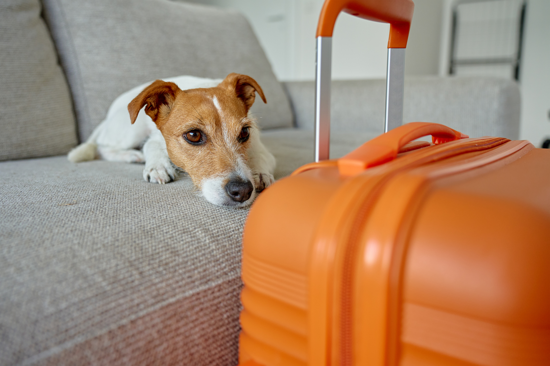 animaux admis