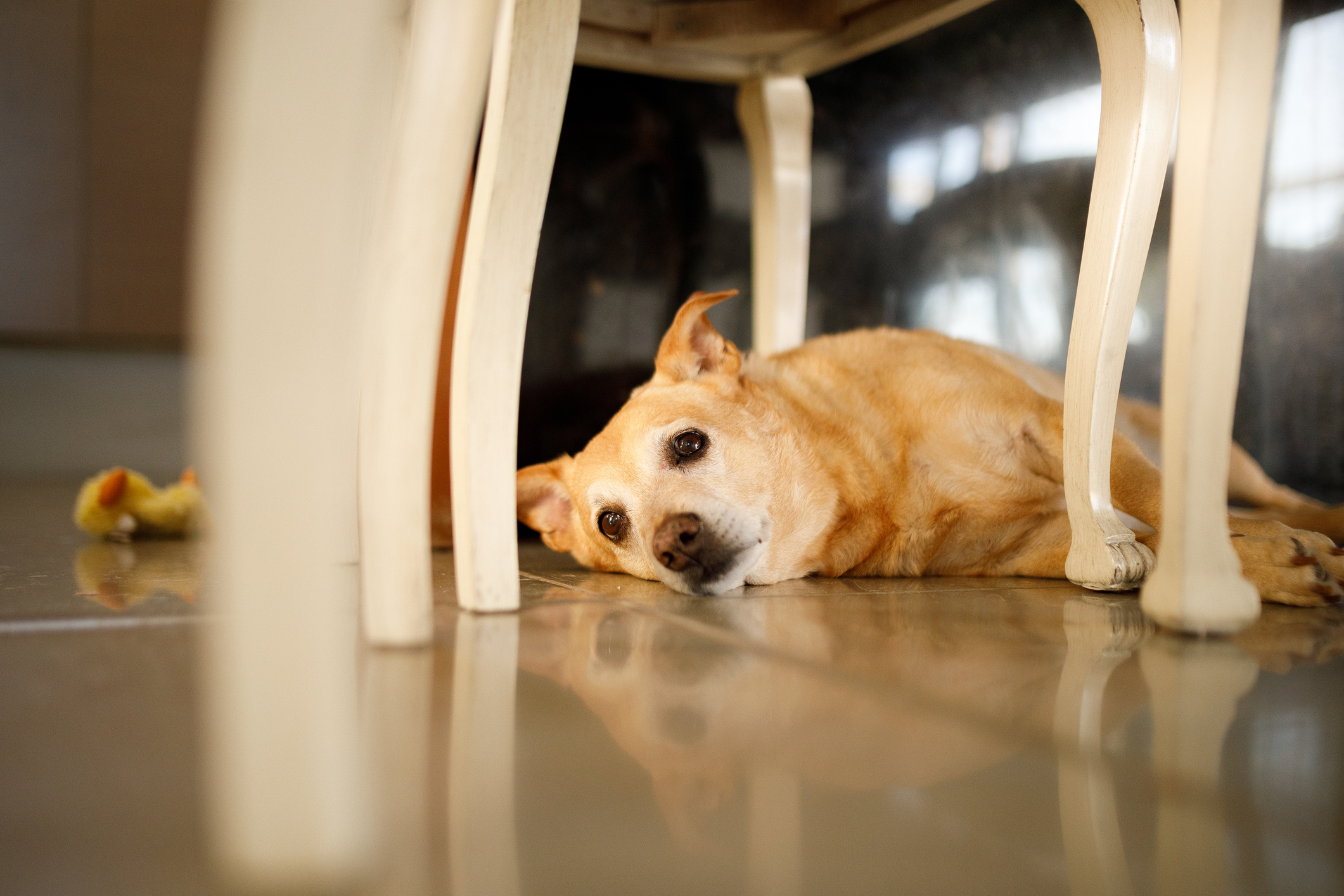 chien restaurant